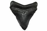 Fossil Megalodon Tooth - South Carolina #332214-1